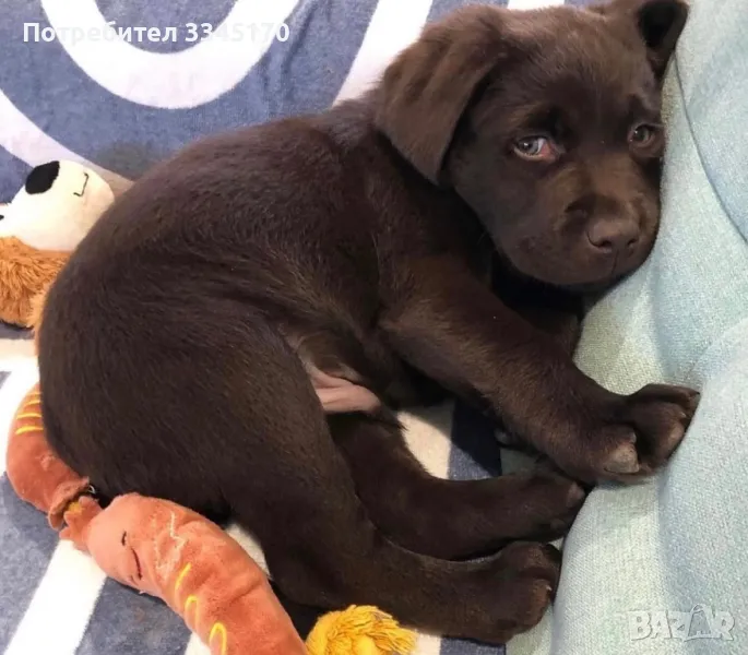 Лабрадор мъжки и женски Labrador , снимка 1