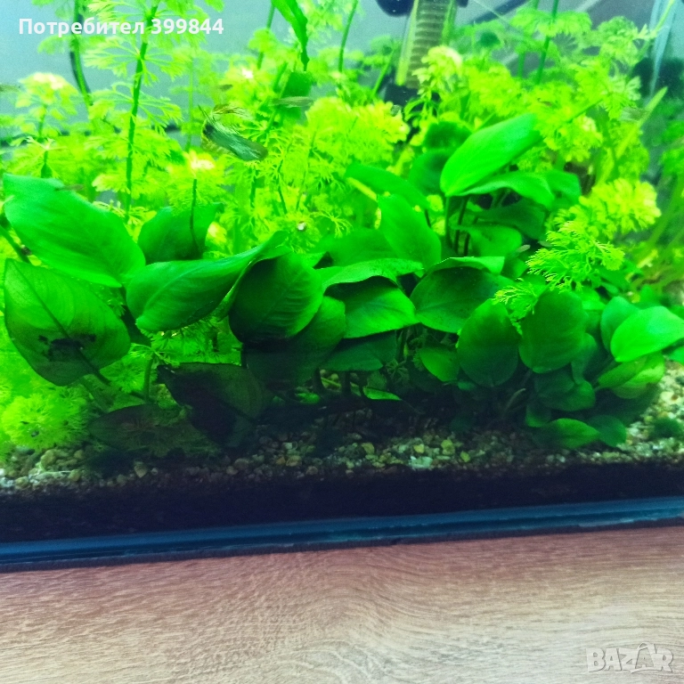 анубиас, снимка 1