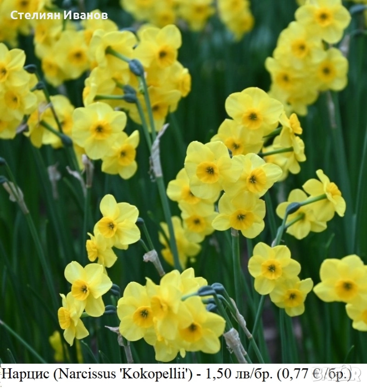 Нарцис (Narcissus 'Kokopellii') - луковици, снимка 1