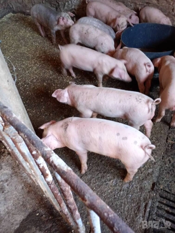Продавам малки прасета , снимка 1