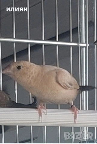 Млади гулдови. Японски,Среброклюни амадини , снимка 3 - Амадини - 53662690