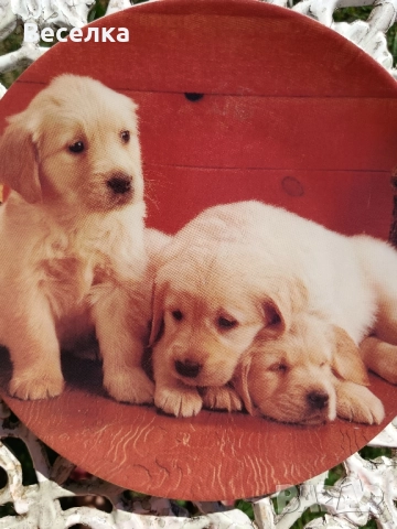 2 декоративни порцеланови чинии с кученца , снимка 3 - Антикварни и старинни предмети - 52424934