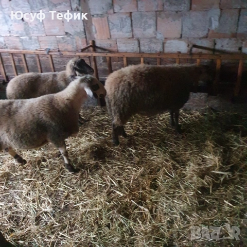 Агнета на 7 месеца – по договаряне (на килограм)