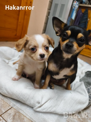 Продавам чихуахуа, снимка 7 - Чихуахуа - 53757349