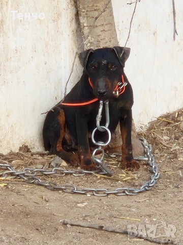 женски ягдтериер