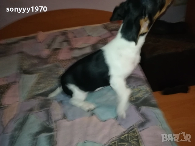 ДЖАК РЪСЕЛ-ЖЕНСКО НА 2 МЕСЕЦА 3110251531, снимка 8 - Джак ръсел териер - 52247345
