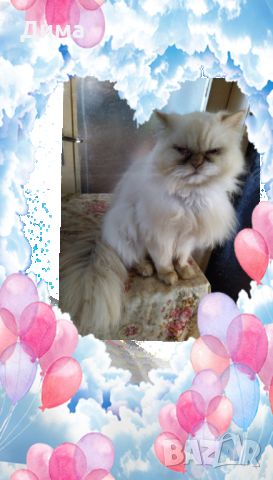Персийски дългокосместа хималайски колорпойнт сини очи женско и мъжко малки котета разкошни любимци!, снимка 4 - Персийска - 43549487