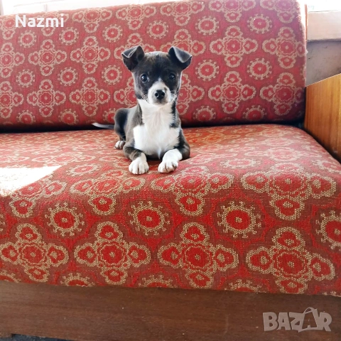 продавам женски пинчер 