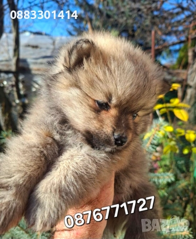 Померан кученца , снимка 4 - Померан - 49063312