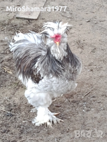 Яйца от Струмски стандарт, снимка 13 - Кокошки и пуйки - 53938212