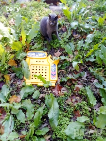 Продавам руска синя мъжко котенце , снимка 1