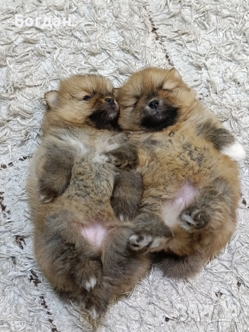 сладки пухкави госпожици , снимка 6 - Померан - 52910178