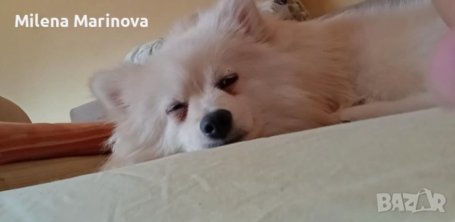 Продавам женски померан шпиц, снимка 1