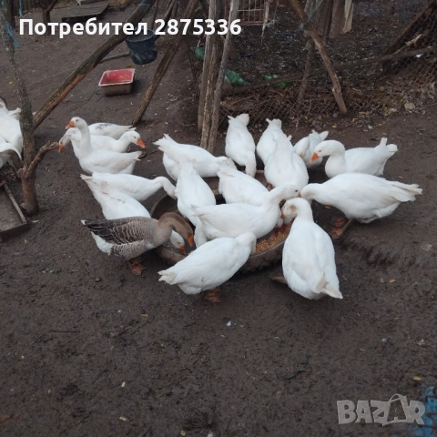 Продавам гъски