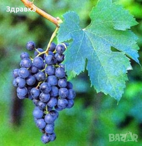 Винено грозде Мерло, снимка 1