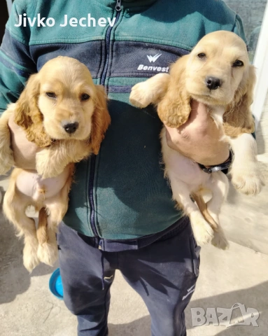 Кокер Шпаньол , снимка 2 - Кокер шпаньол - 53757180