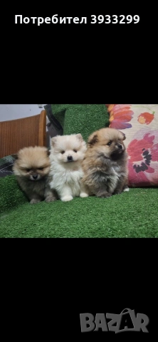 Померан мини померанчета, снимка 6 - Померан - 53930972