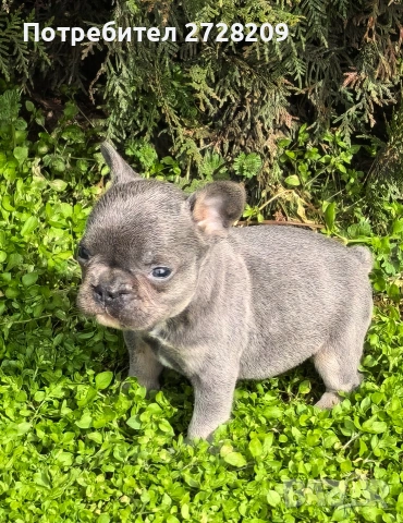 Френски булдог Блу Тан/French Bulldog Blue Tan , снимка 13 - Френски булдог - 53684413
