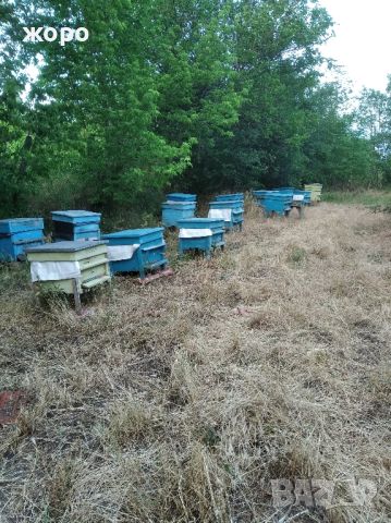 продавам кошери с пчели, пчелни семейства ,Бургас, снимка 1 - Други - 46352091