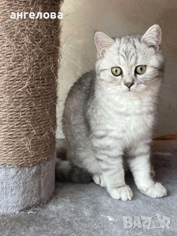 Британец сребърна чинчила , снимка 4 - Британска късокосместа - 54228905