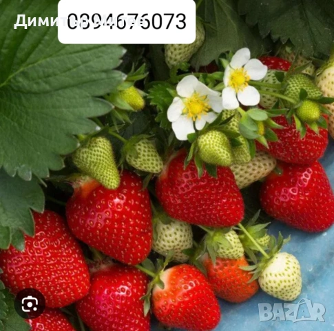 Продавам разсат ягоди 