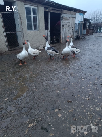 Продавам гъски , снимка 2 - Патици и гъски - 53220585