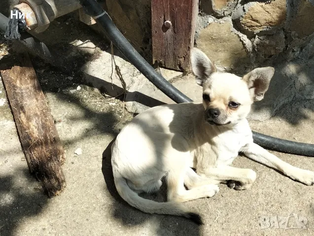 чихуахуа , снимка 2 - Чихуахуа - 48903223