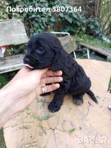 Американски Кокер шпаньол , снимка 2 - Кокер шпаньол - 54175558