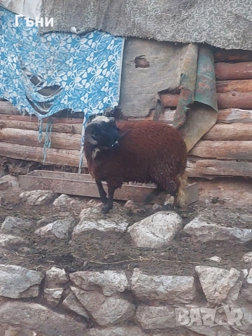 коч кочове овце , снимка 5 - Овце - 53624150