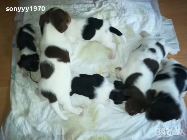 ДЖАК РЪСЕЛ-250ЛВ ЗА БРОЙ 0409252000, снимка 12 - Джак ръсел териер - 51608760