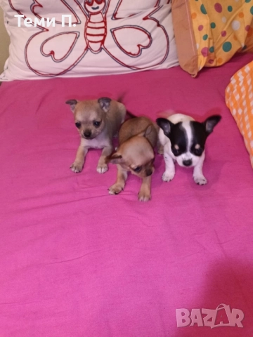 Кученца Чихуахуа