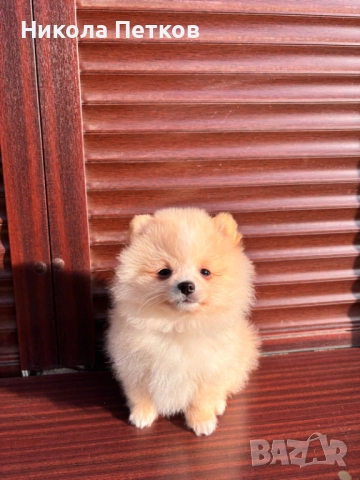 Померан , снимка 5 - Померан - 52845568