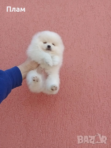 Мъжки и женски Померани.Реални снимки !, снимка 3 - Померан - 54170033