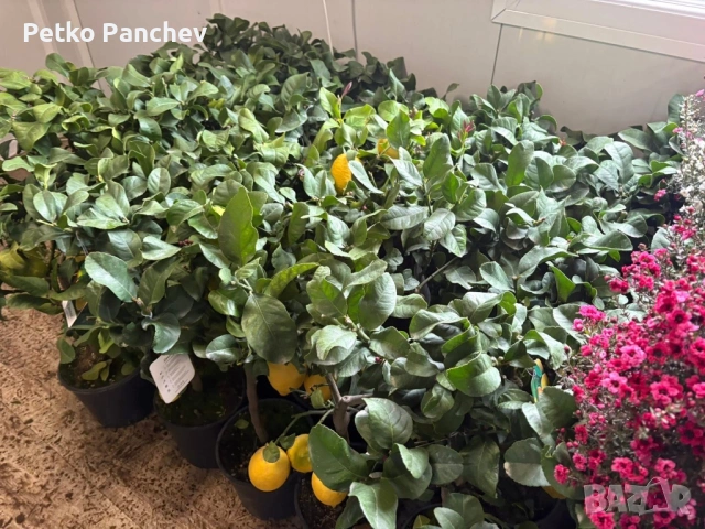 🍋🍋🍋Цитрус Лимон, снимка 2 - Градински цветя и растения - 50239217