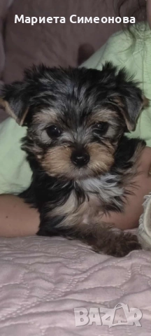 Йоркширски териер , снимка 1