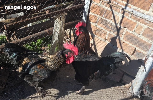 Млади петли маран , снимка 5 - Кокошки и пуйки - 53100146