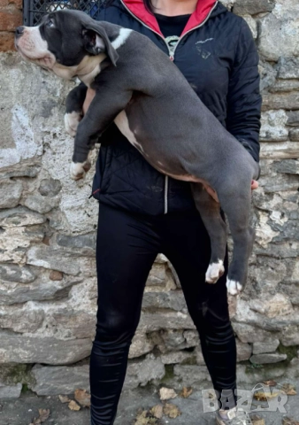 Американско були хл American bully XL, снимка 15 - Други - 51978331