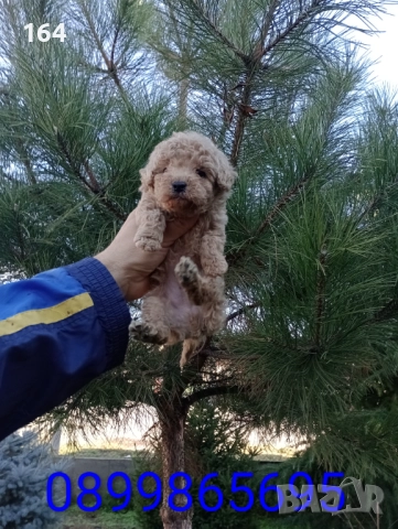 Мъжко Пуделче , снимка 2 - Пудели - 52666736