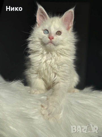 Мейн кун котенца / Мейн куун котенца / Maine coon kittens