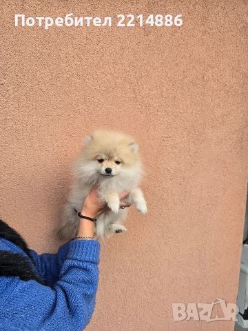 Померан , снимка 4 - Померан - 52679763