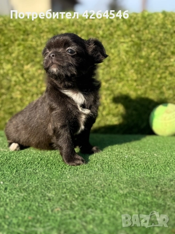 Уникално дългокосместо момче, снимка 1