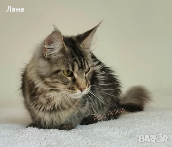 Мейн кун Мейн Куун коте Maine Coon , снимка 15 - Мейн кун - 40421222