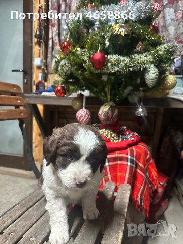 Бебе каракачанка, снимка 5 - Каракачанска овчарка - 52514278