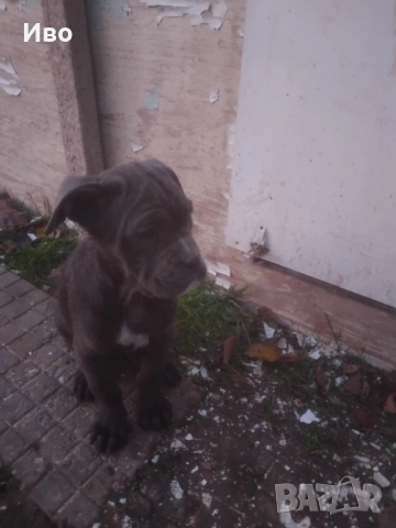 Кане корсо кученца , снимка 5 - Кане корсо - 52594973