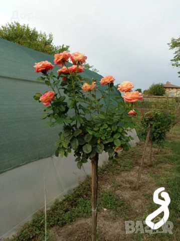 Щамбови рози, цветово разнообразие., снимка 9 - Градински цветя и растения - 44639785