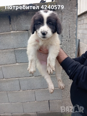 Каракачанки останаха мъжки кутрета, снимка 5 - Каракачанска овчарка - 52105803