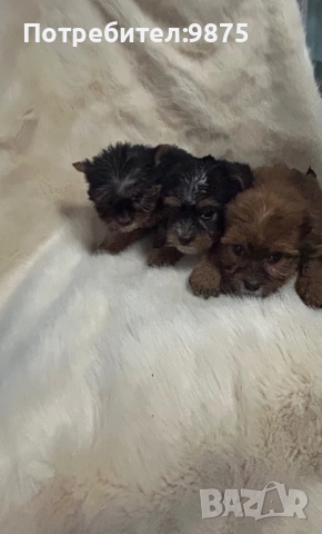 Продавам йоркита, снимка 2 - Йоркширски териер - 54015090