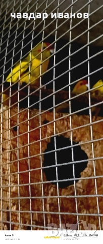 вълнисти папагали, какарики , снимка 14 - Папагали - 52411146