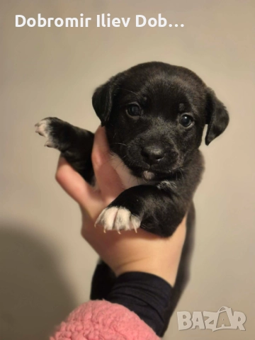 Продавам малки кученца, снимка 4 - Други - 52747021