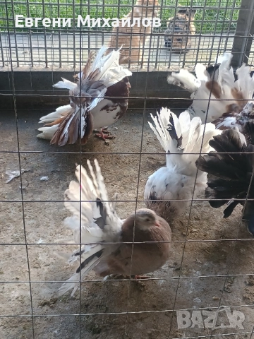 Фенерлии , снимка 9 - Гълъби - 52369192